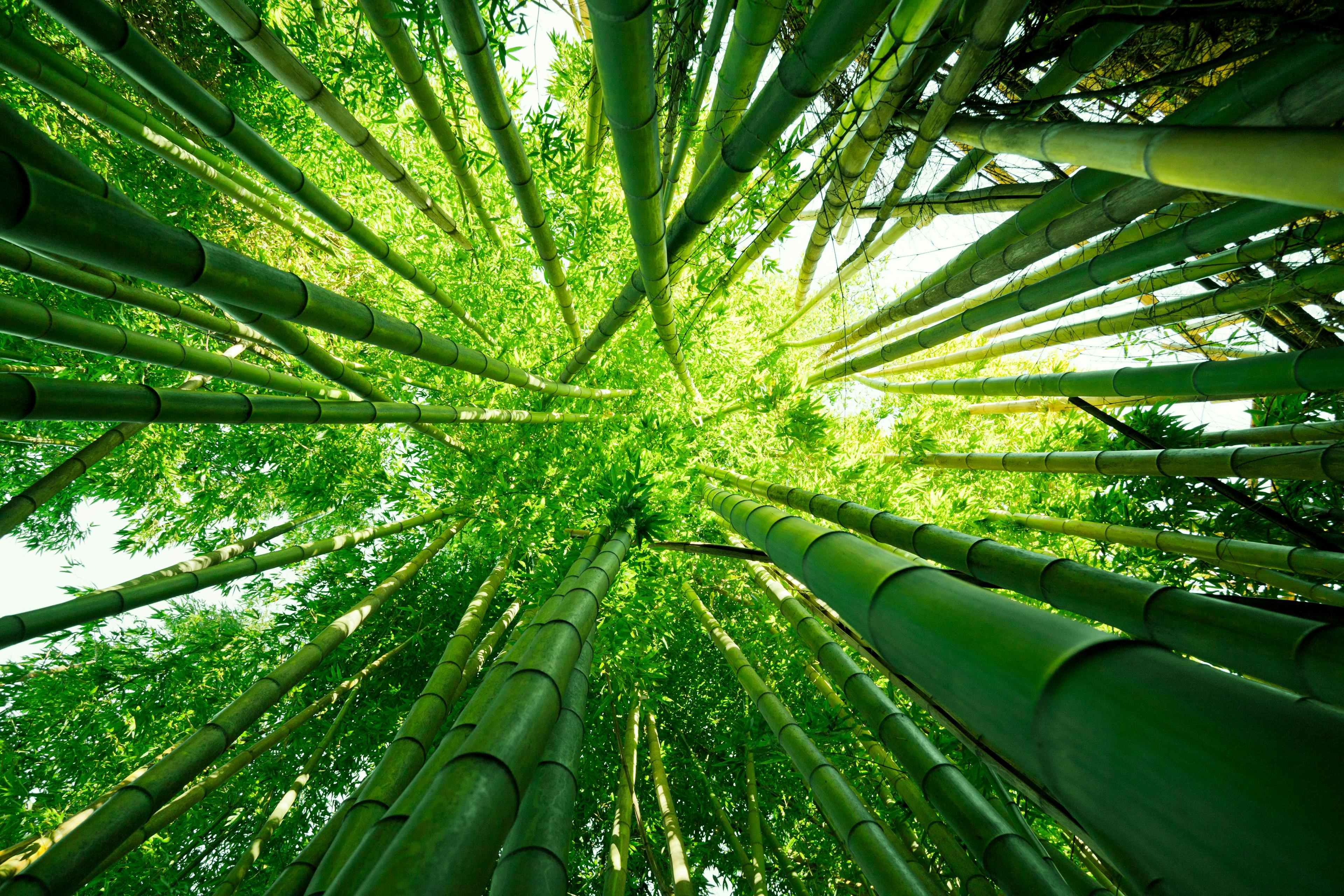 bamboo forest | © enjoynz - stock.adobe.com