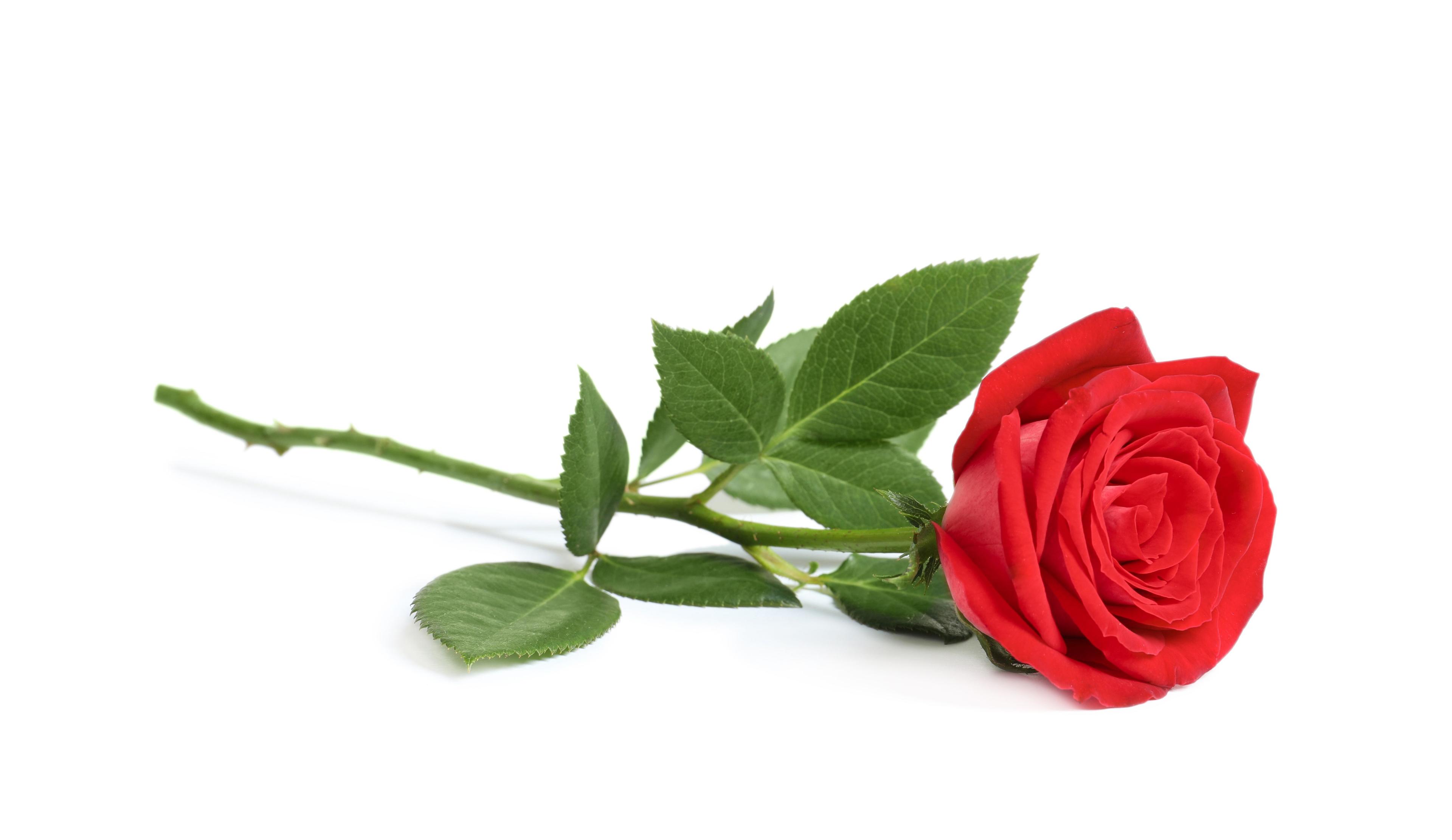 red rose | © New Africa - stock.adobe.com